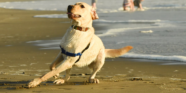 most popular service dogs