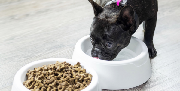 french bulldog eating and drinking from smart bowls 