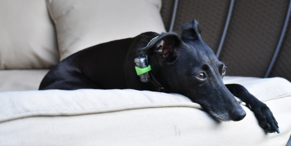 italian greyhound wearing the dog tracker and resting on the couch