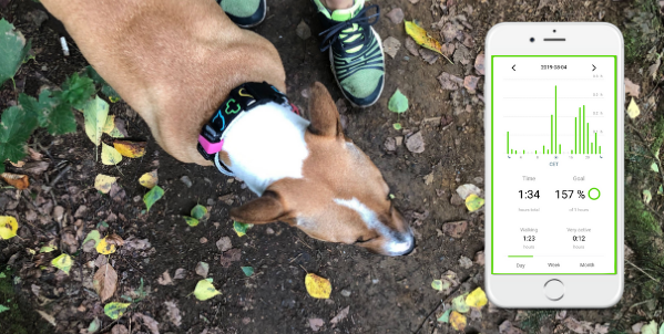 Dog wearing the activity tracker 