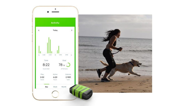 active girl running with a dog wearing a dog tracker