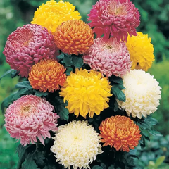 multi-color chrysanthemum blooms