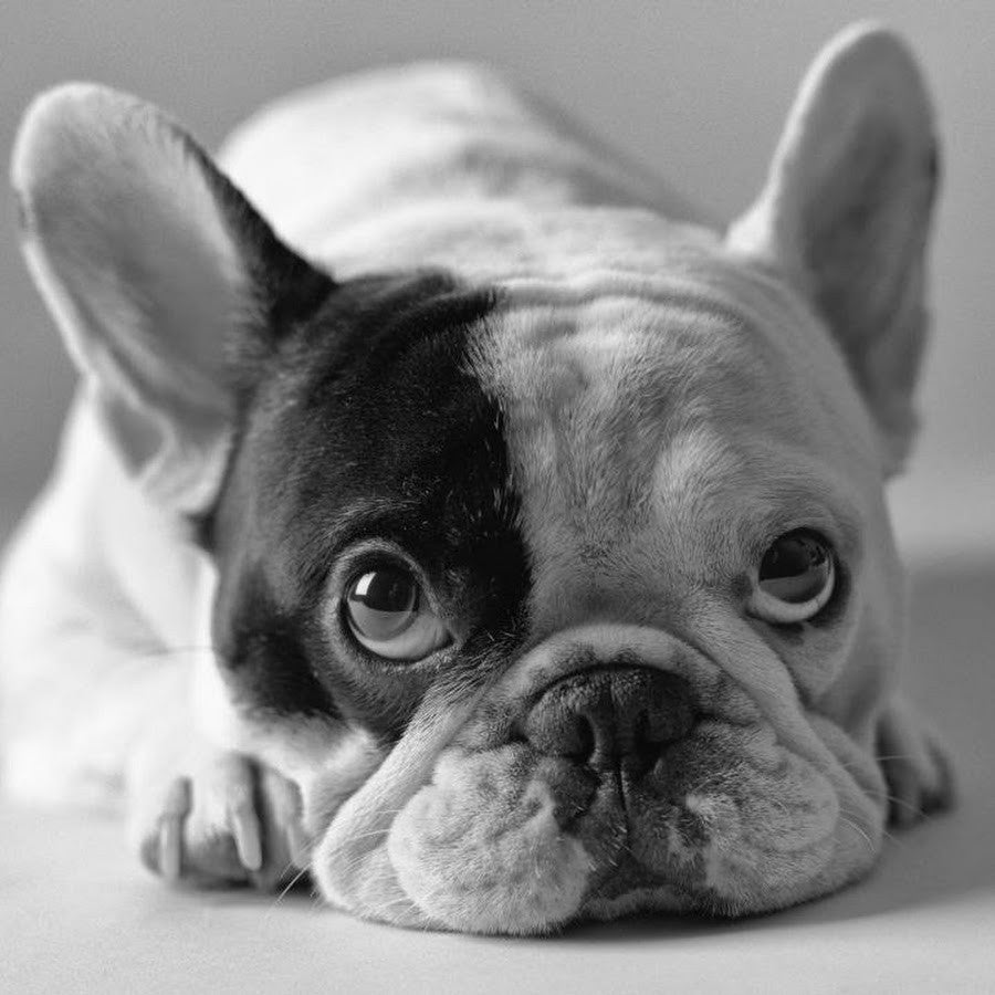 Top 10 Aussie French Bulldogs of Instagram – Canine Boost