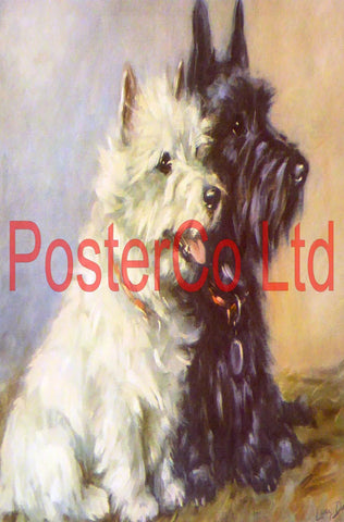 Highland Terriers, Dogs, Canine