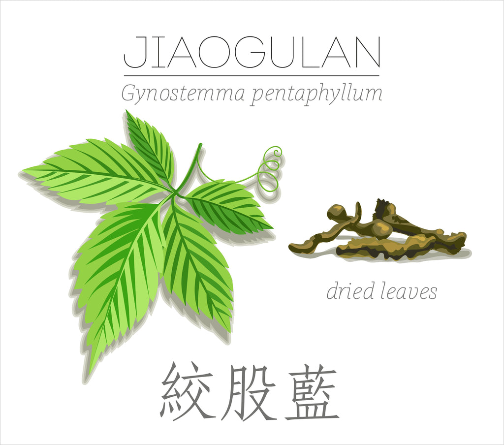 Jiaogulan supplement