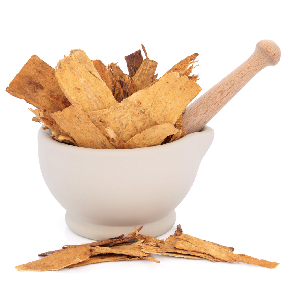 astragalus for longevity and aging