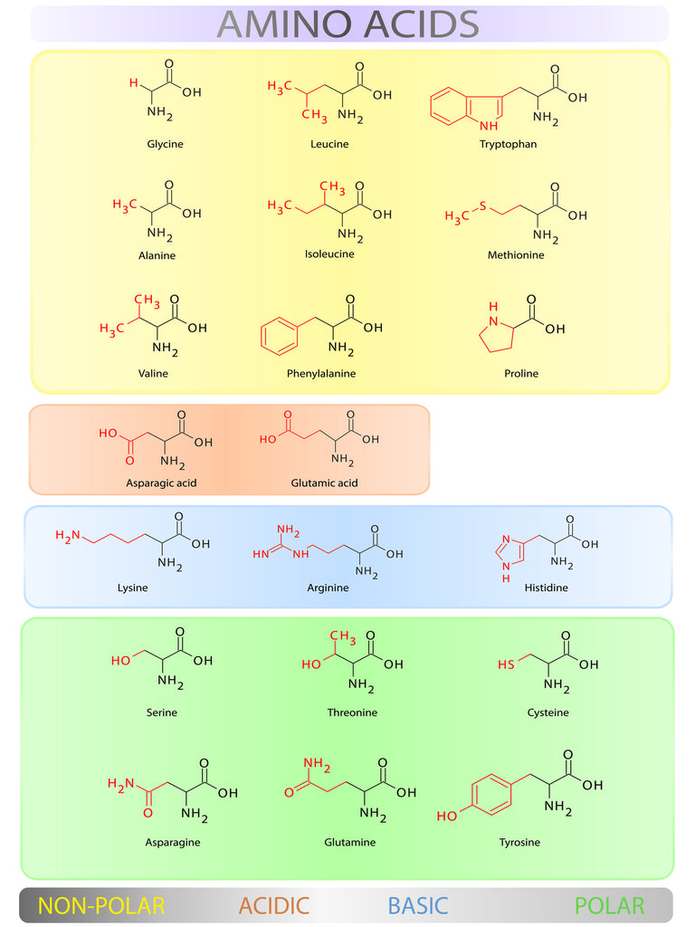 list of amino acids