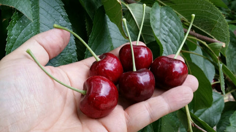 Greek Sweet Fruit Preserve in Syrup Sour Cherry