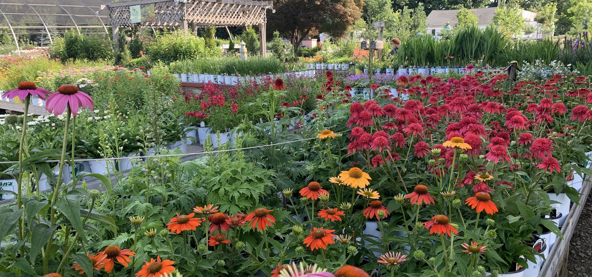 Commercial Plant Grower Garden Center In Erie Pa