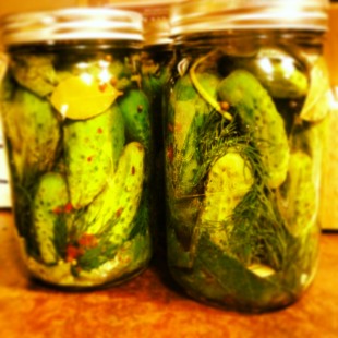 Organic_Kosher_Dill_Pickle_Recipe