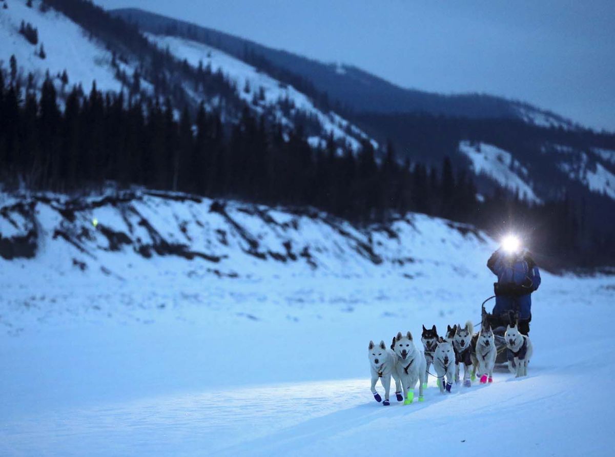 how many dogs make a sled team