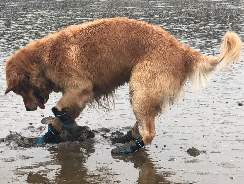 do dogs need boots in the summer