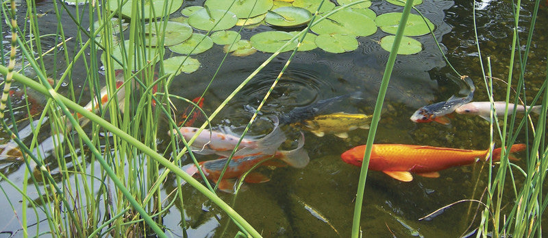 Fall Pond