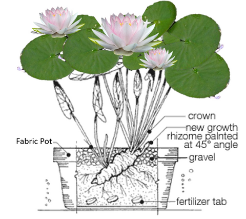 Diagram on how to plant water lily bare root