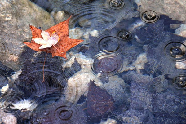 Fall Leaves Pond