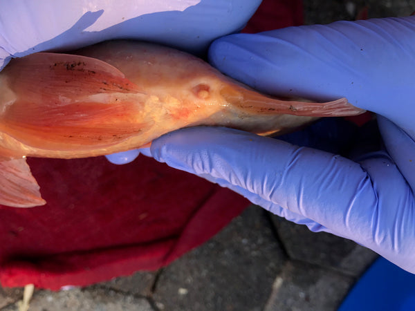 hard Wart-like growth on Koi Fish dorsal fin