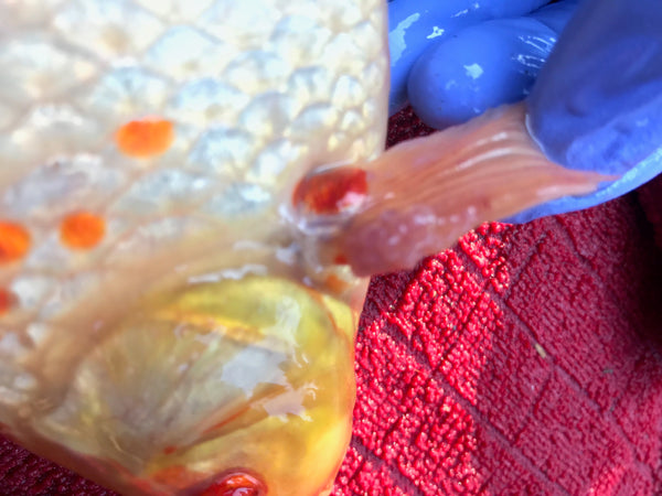 Wart like growth on Koi Fish's dorsal fin