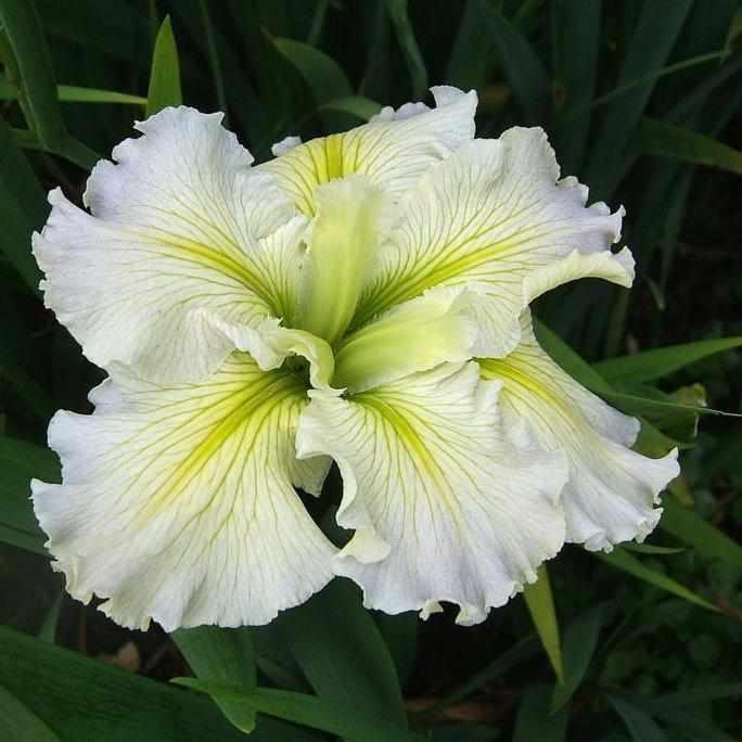 Iris Louisiana 'Red Velvet Elvis' Iris (Bare Root)