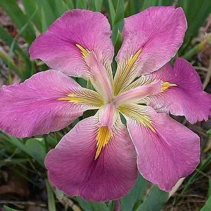 Iris Louisiana Dainty Lace-barerooted