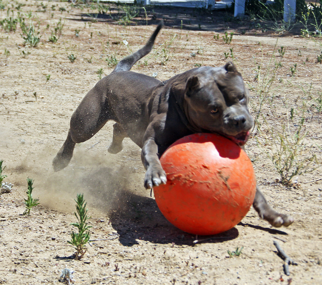 giant dog ball