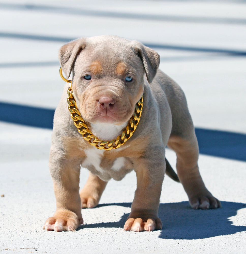 gold chain dog leash