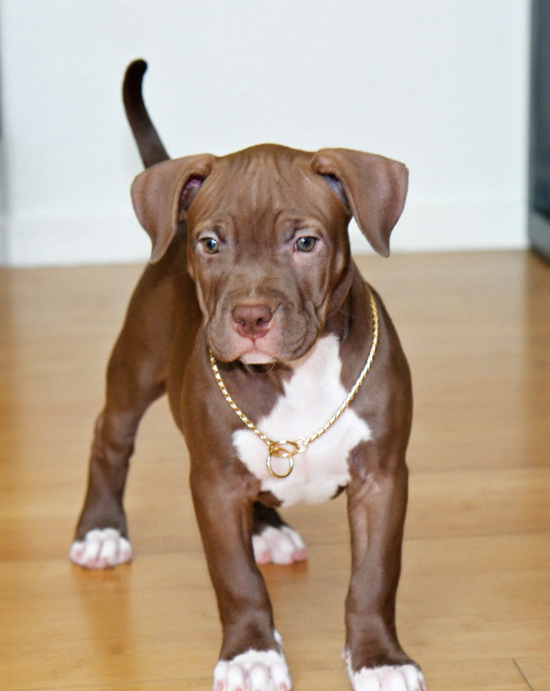 gold choker for dogs