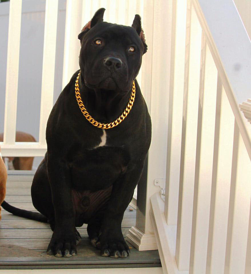 GOLD CUBAN LINK LUXURY DOG CHOKE CHAIN 