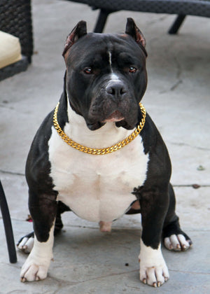 chain dog