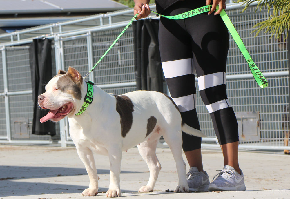 Green OFF-White leash and collar – Swole