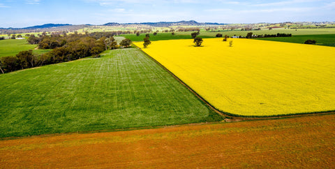 coolamon canola fields patchwork landscape photography