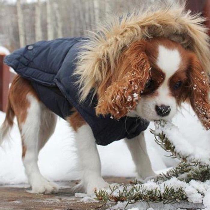 do cavalier king charles spaniels need coats in the winter