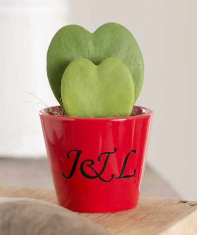 valentines gift ideas personalised plant