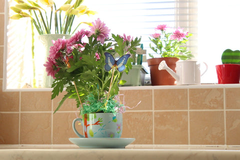 tea cup planter