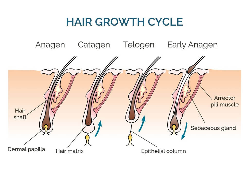 Beard growth stages Hair growth cycle