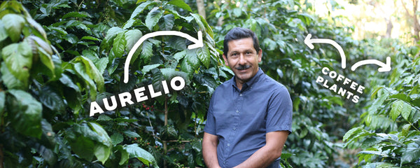 Aurelio Villatoro from Finca La Esperanza