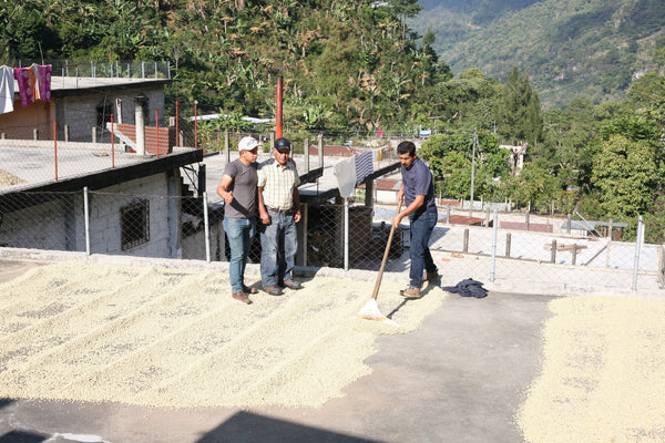 Guatemala-Vilatoros-Natural-Process-Drying-Coffee-Beans-North-Shore-MN