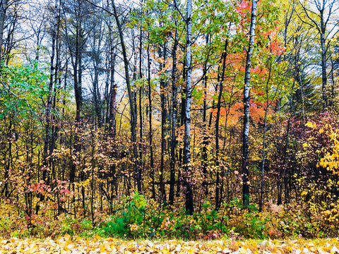 Fall & autumn colors in Hayward WI