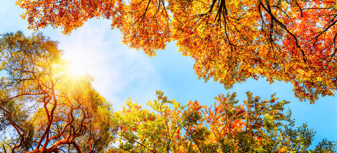 Fall Color Tours Northern Wisconsin