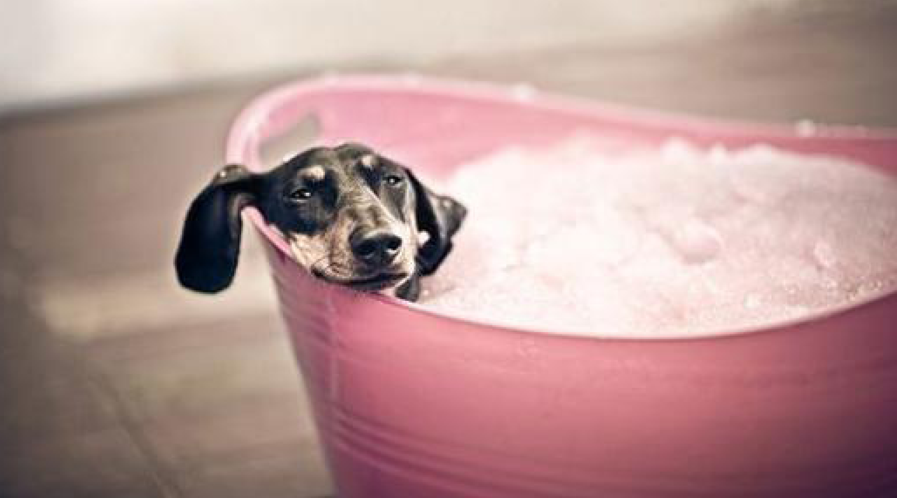 is bathing your dog bad