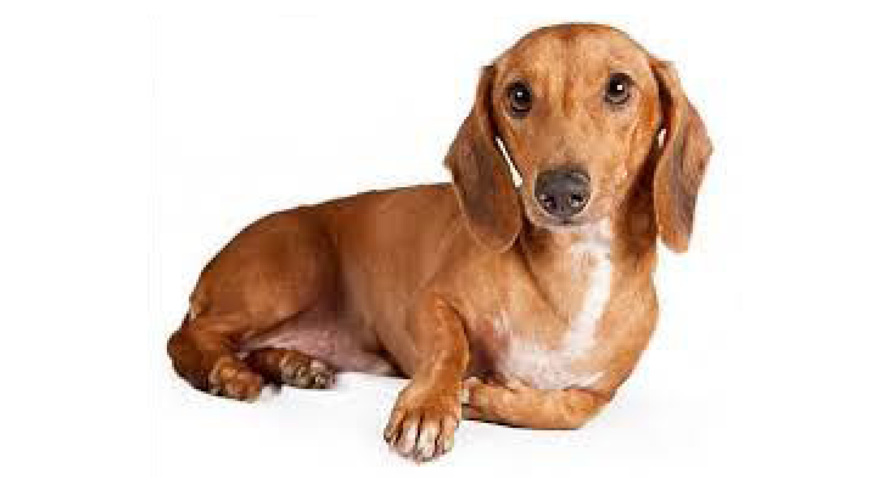 are dachshunds used as us military dogs