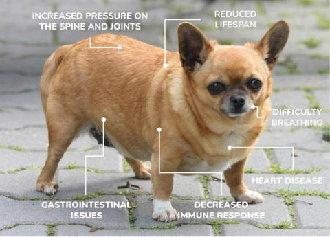 overweight dog - obesity in dogs