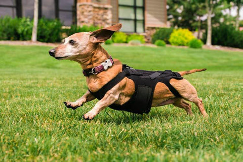 dog back brace - dachshund