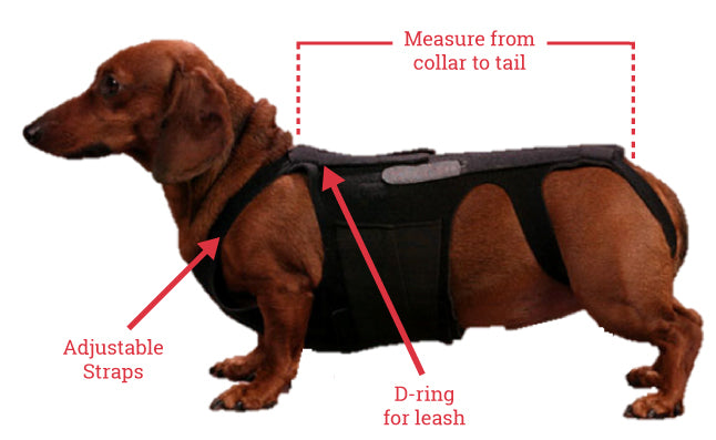back brace for miniature dachshund
