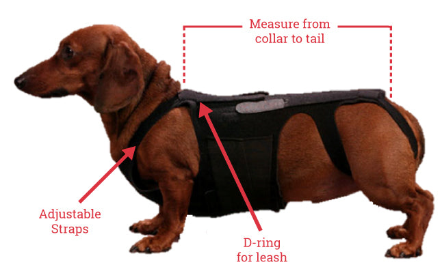 dog back brace