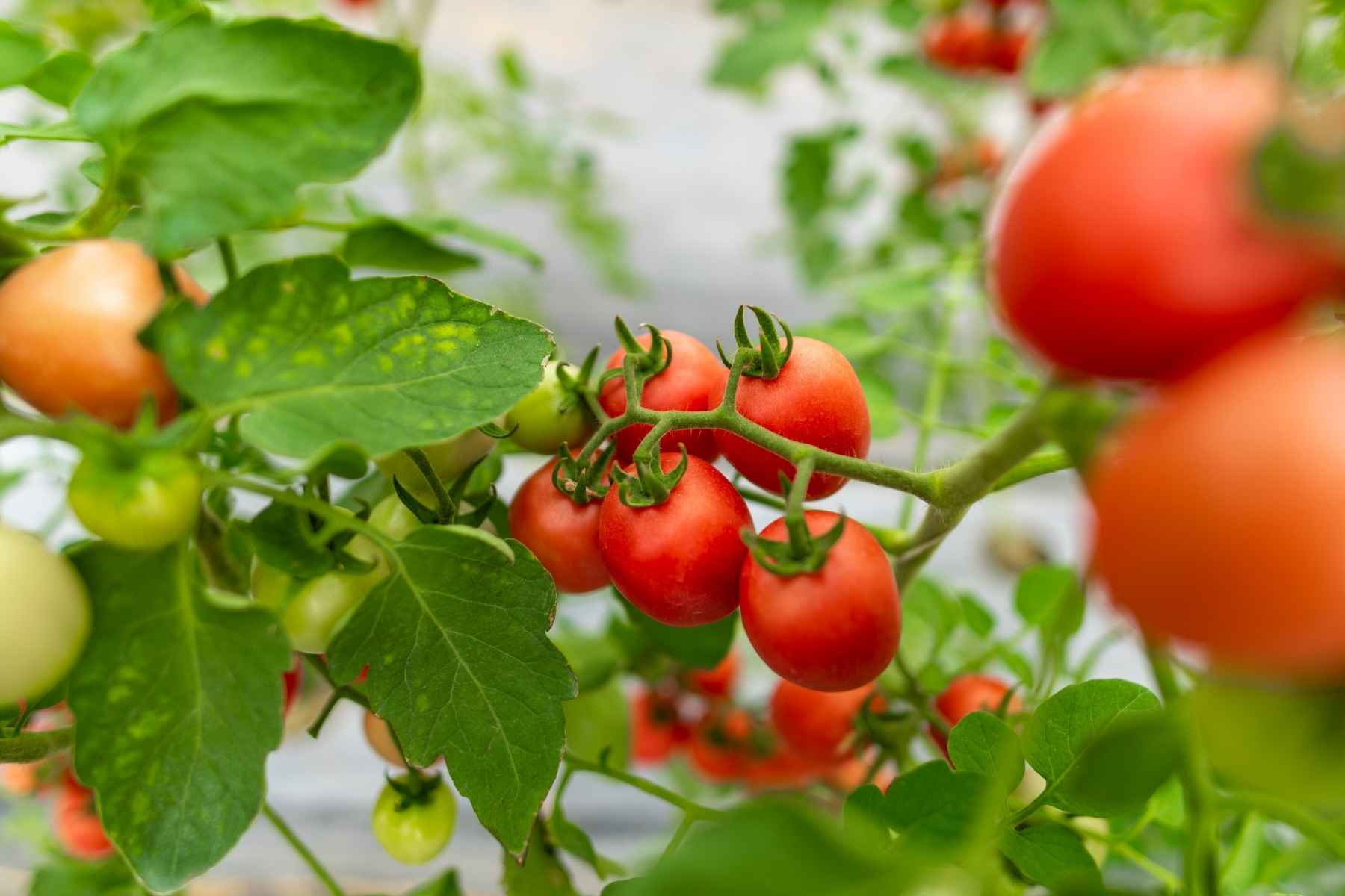 growing tomatoes indoors