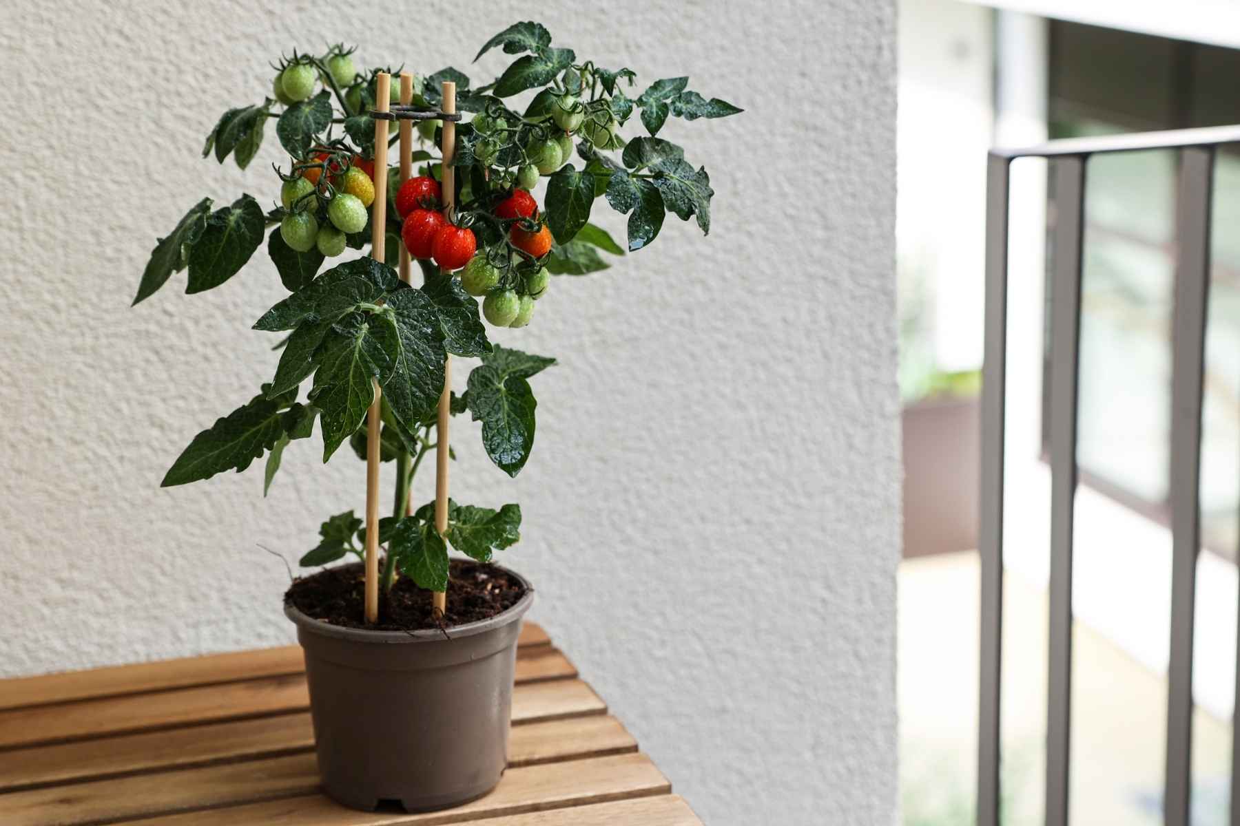 growing tomatoes indoors