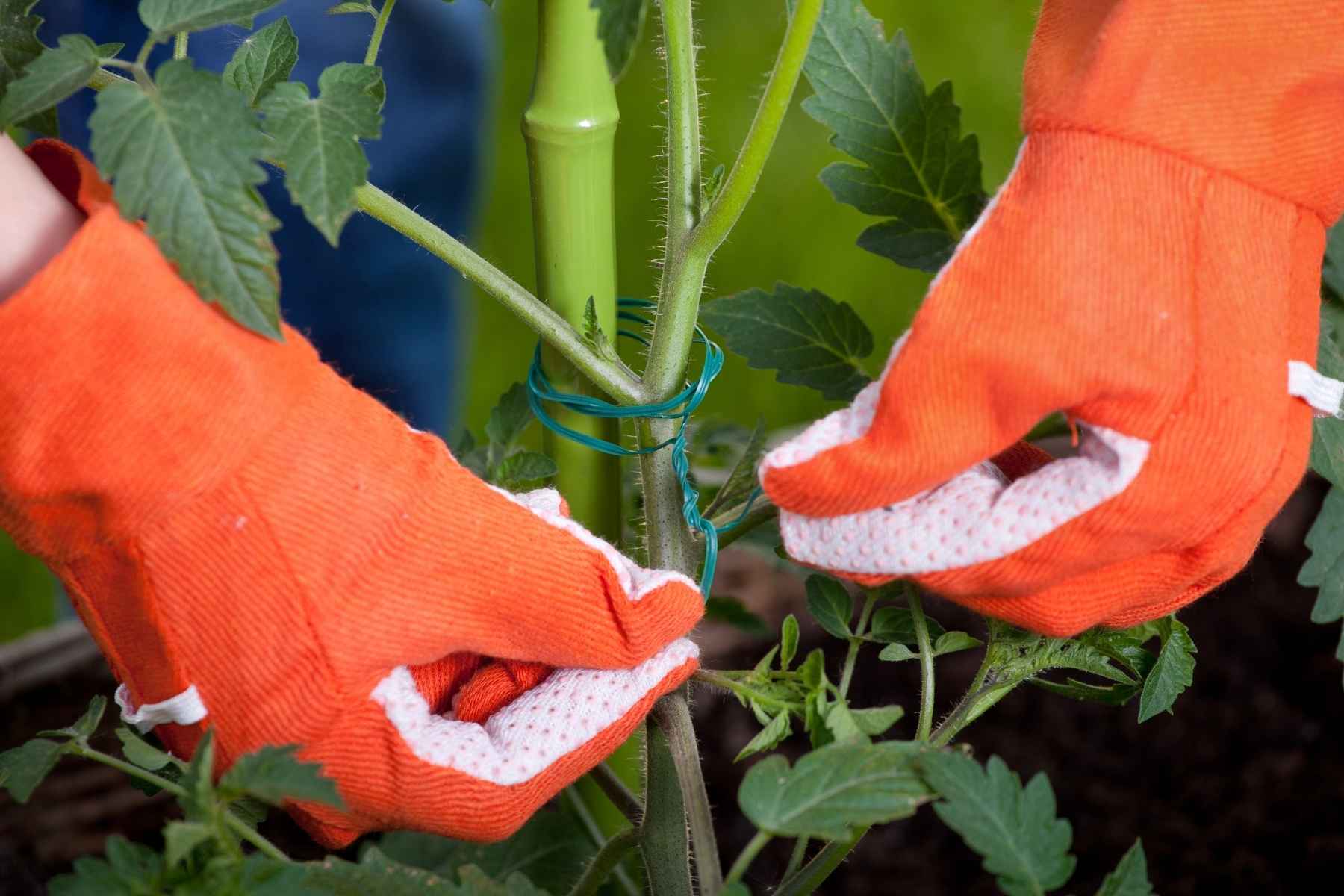 growing tomatoes indoors