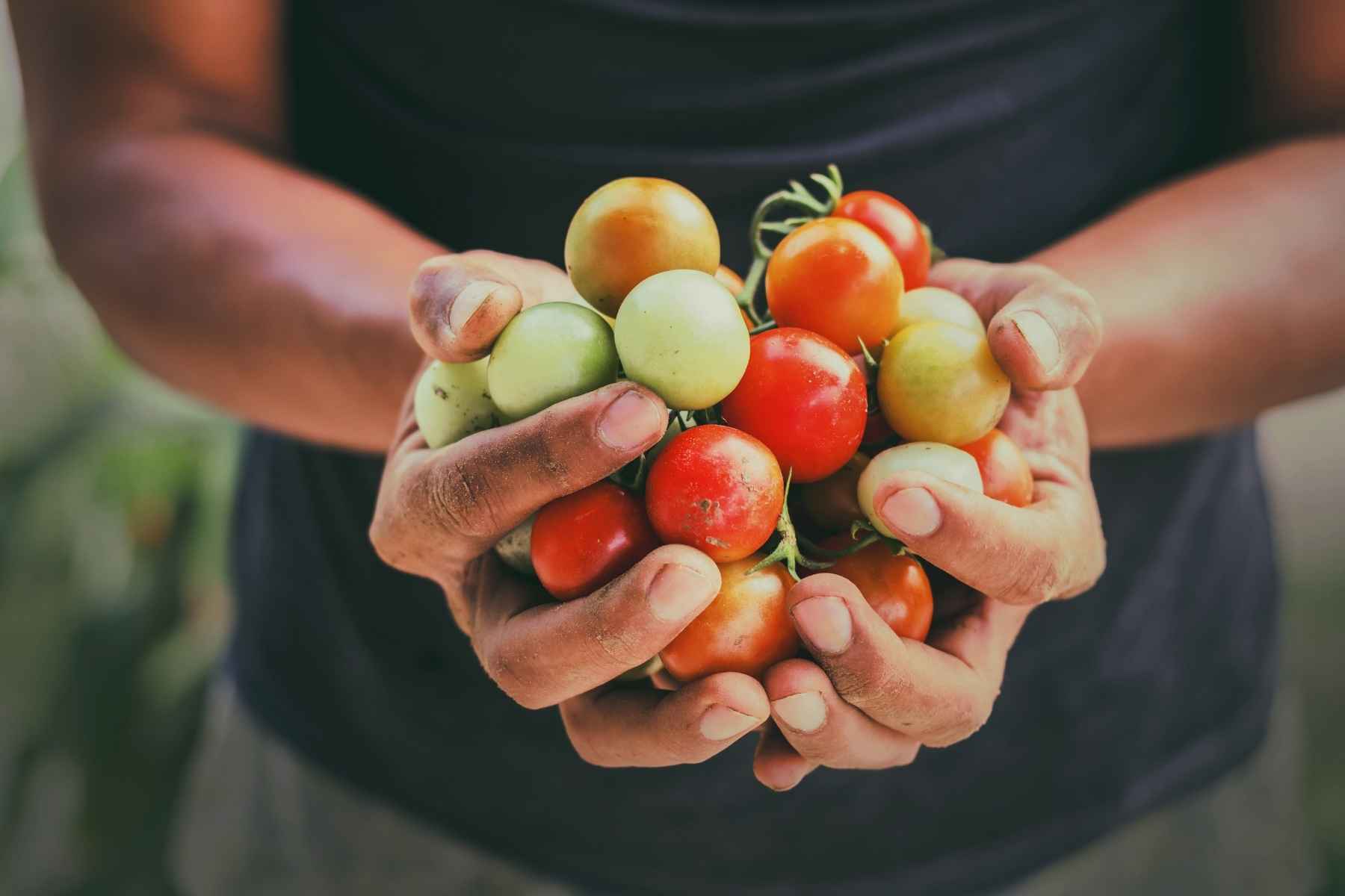 growing tomatoes indoors