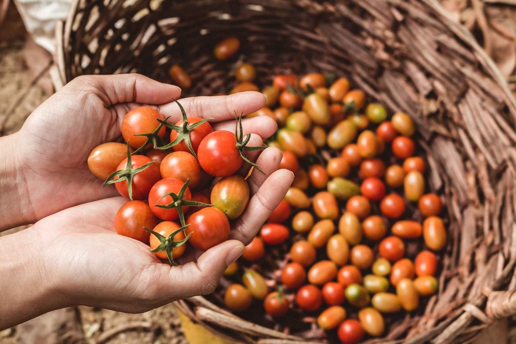 growing tomatoes indoors