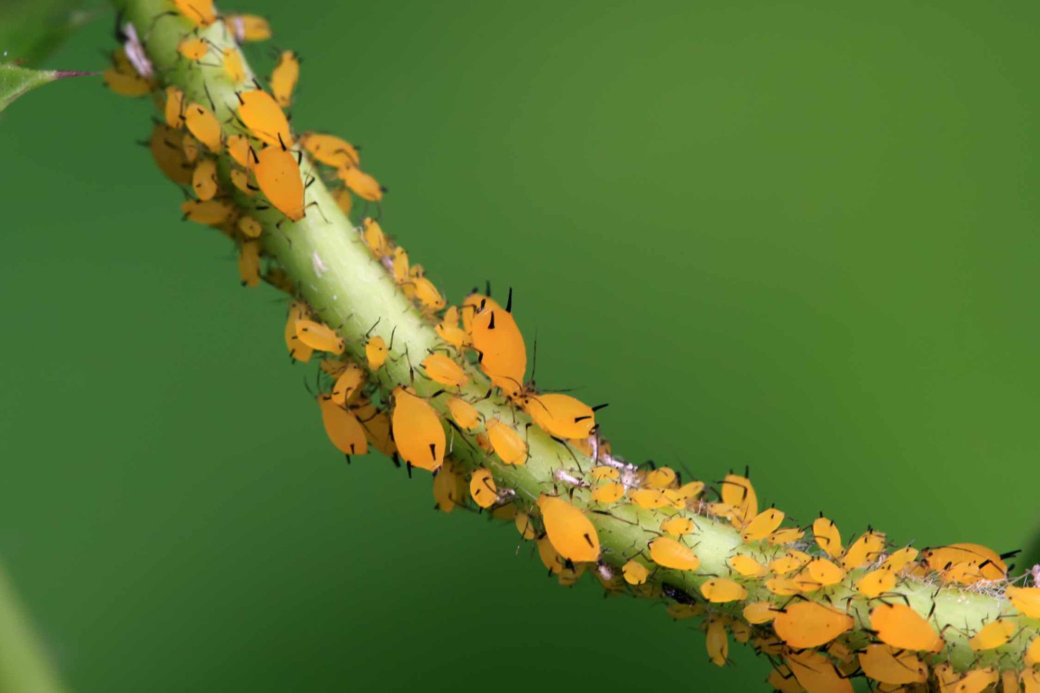 how to get rid of aphids